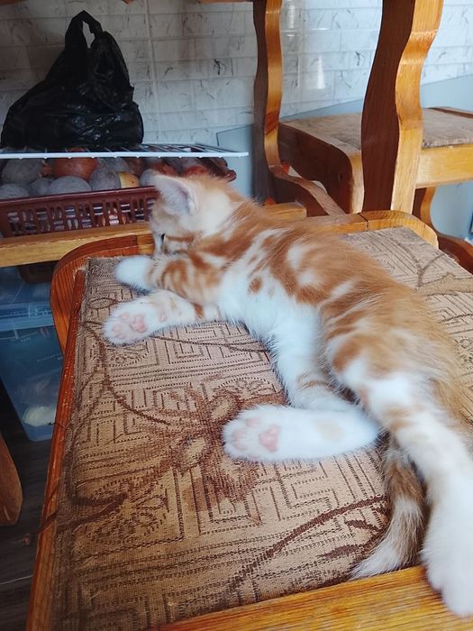 Котята домашние отдадим в хорошие руки