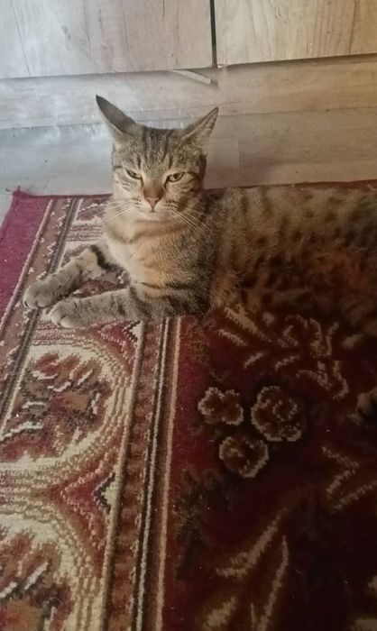 Пристраивается умная кошка