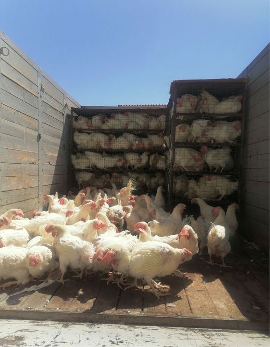 Куры несушки и петушки