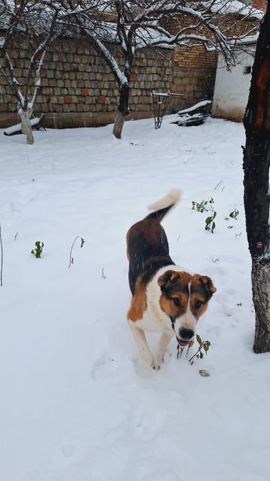 Собака алабай большой