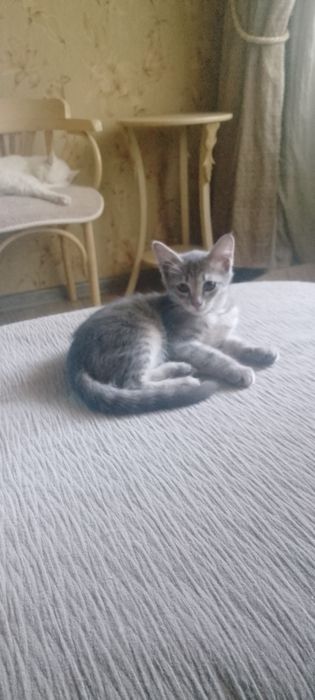 Ласковый, мурчащий мальчик ищет доброго человека!