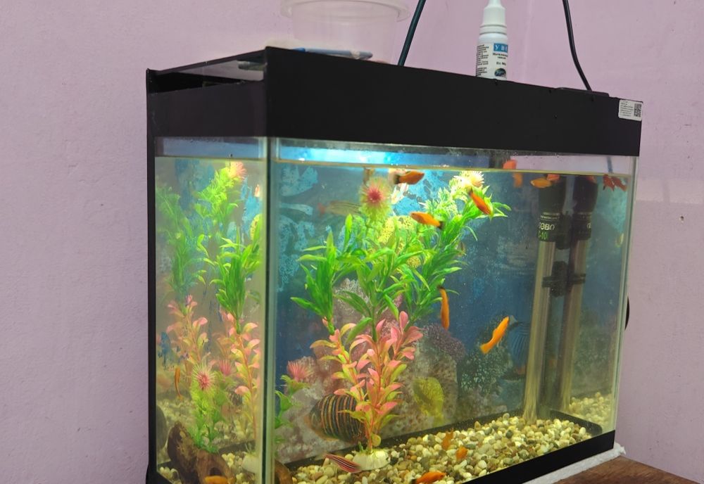 Akvarium baliqları menen