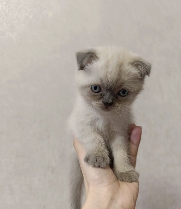 Британские котята