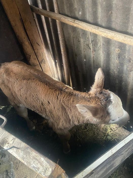 Продам телёнка девочка