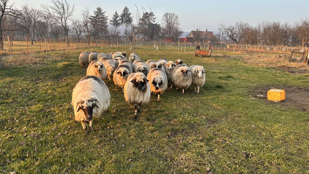 Vand oi bune de tinut,