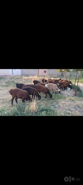 Toza qoli hsori simjun kashtan varyantidan