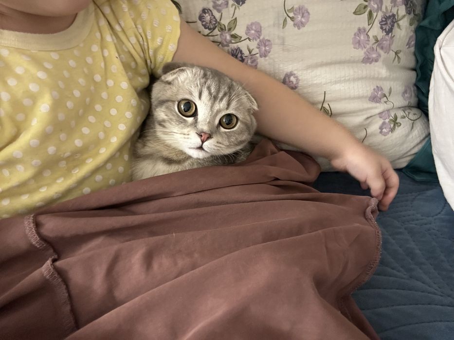 Шотландский вислоухий кот