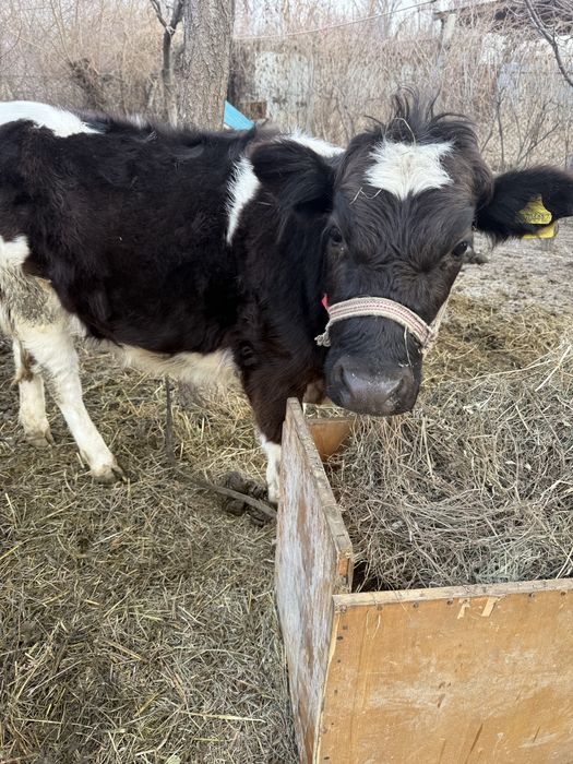 Тез арада тана сатылады бағасы 350000
