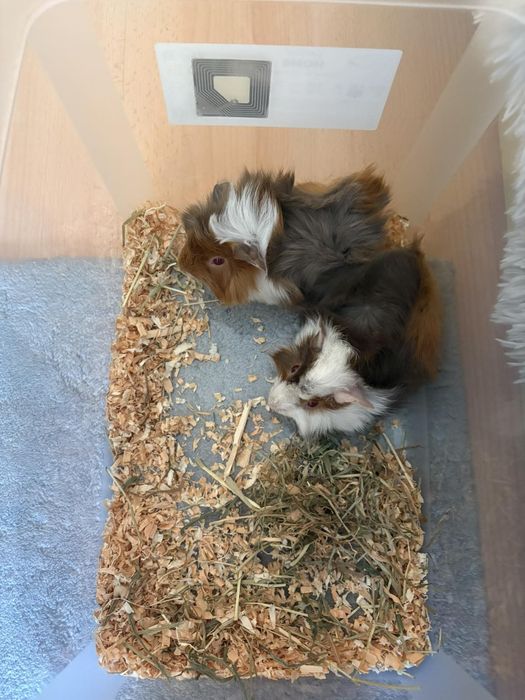 Морски свинчета малки