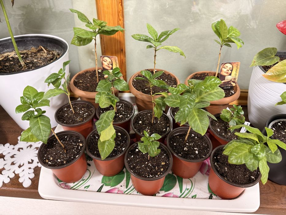 Саженец Кофе Арабика, Кофейное дерево Coffee Arabica