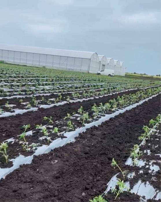 Продава се Парцел в Бургас, Възраждане - 28161 кв.м за 12 €/кв.м - Снимка #5