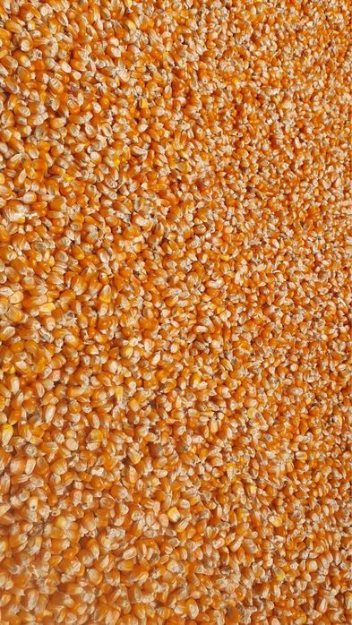 Vand porumb boabe   P9590