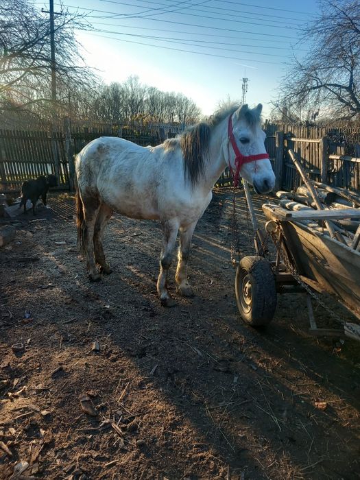 Cal de vânzare   foarte bun