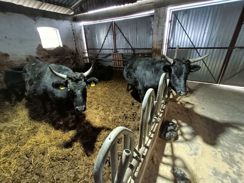 Boi Wagyu de vânzare