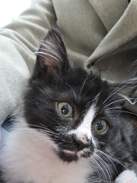 Котенок 2 месяца
