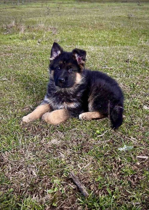 Кутрета “Немска Овчарка”