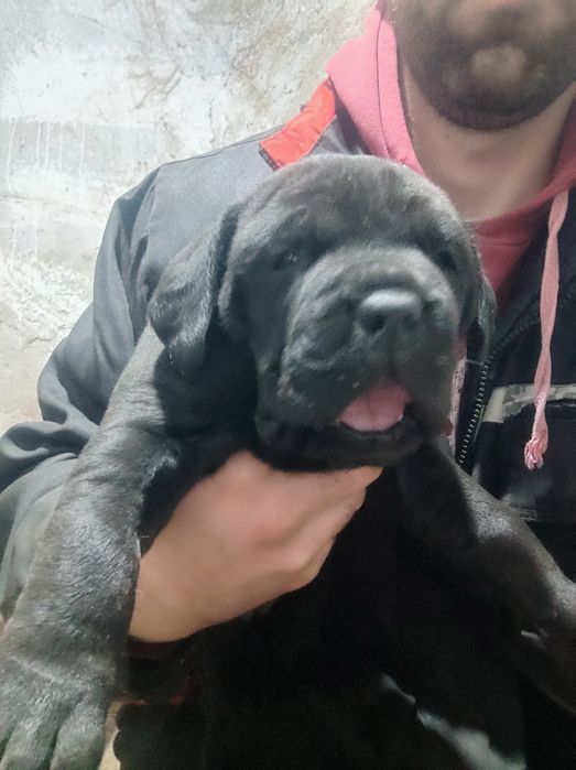 Кане Корсо puppy