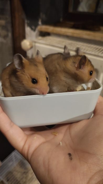 Hamsteri sirieni