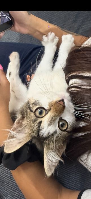 *СПЕШНО* Мъжки котарак търси своя дом 3 месечно