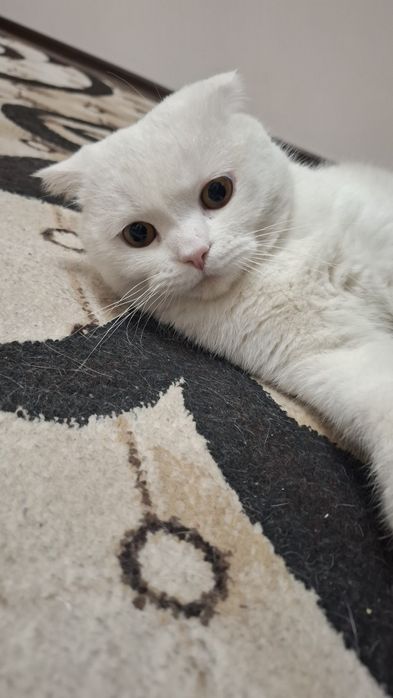 Кот приглашает к себе невеста на вязку