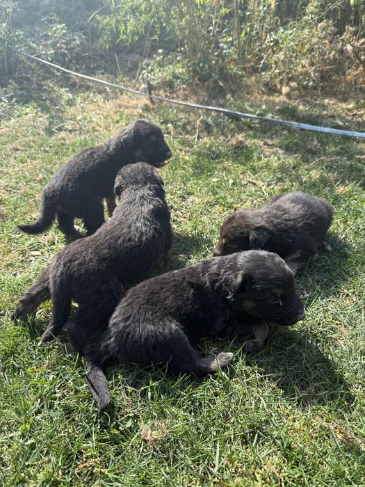 Продаются щенки немецкой овчарки