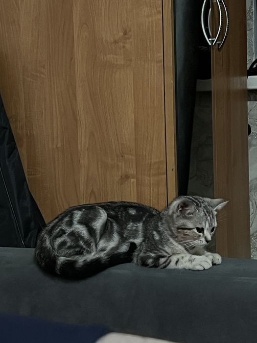 Отдам шотланскую прямоухую