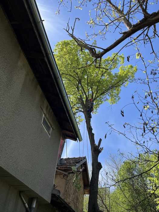 Рязане на опасни дървета в половин България / Арборист / Arborist /