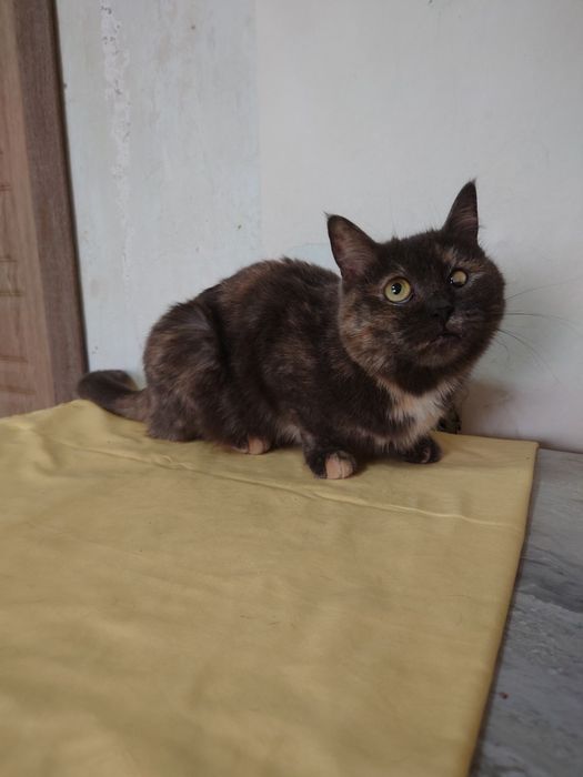 Кассандра готова ехать домой