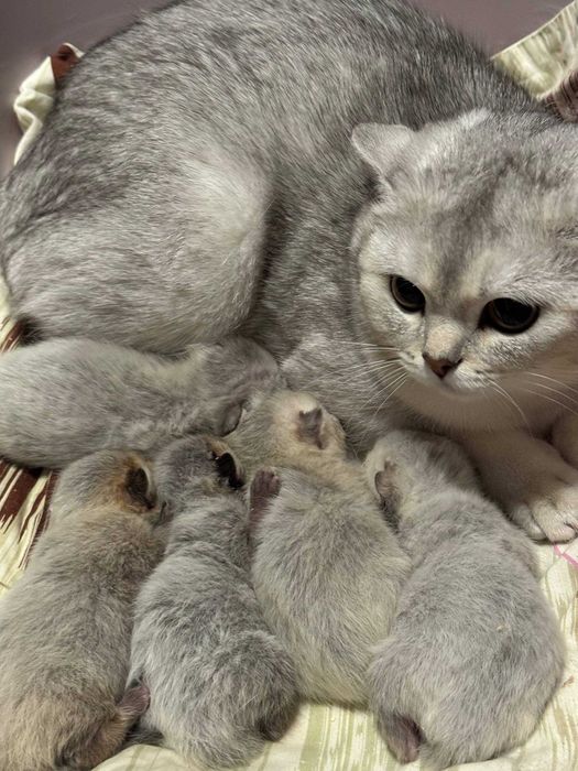 бронь шиншиллки шикарные детки