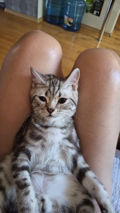 Продам Котенок шотландский