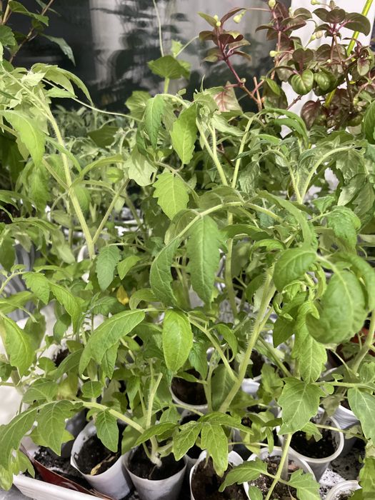 Рассада тепличных томатов