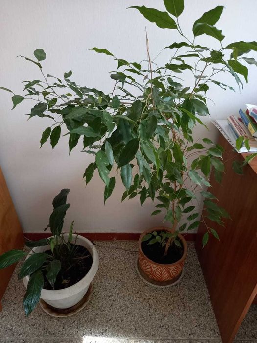 Продам комнатные цветы.