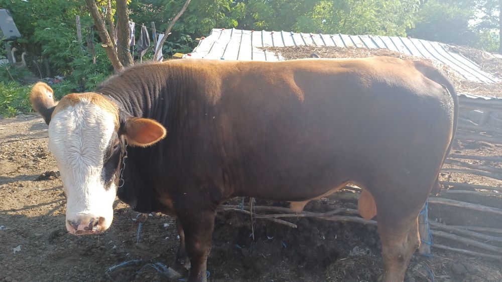 Vnd vițel rasa metis
