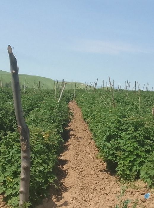 Малина кӯчатлар,Саженцы малины