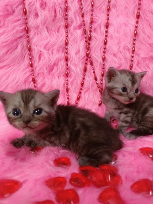 Продам котят девочек шотландка+бенгал