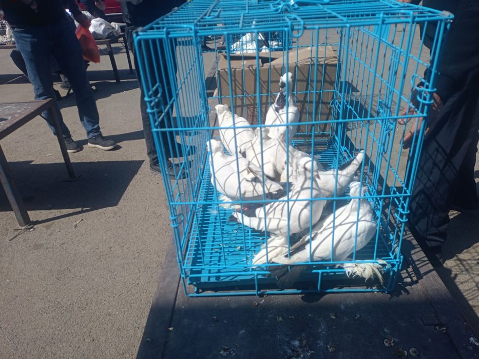 Продам голубей голуби