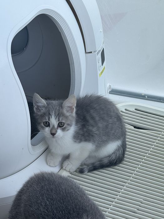 Doi motănei adorabili își caută familii iubitoare!