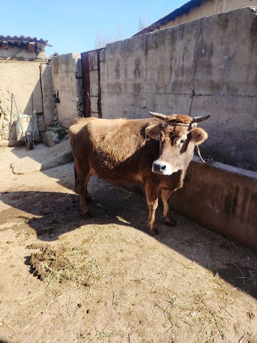 Она бола сигир, яна 3 ойлик бугоз