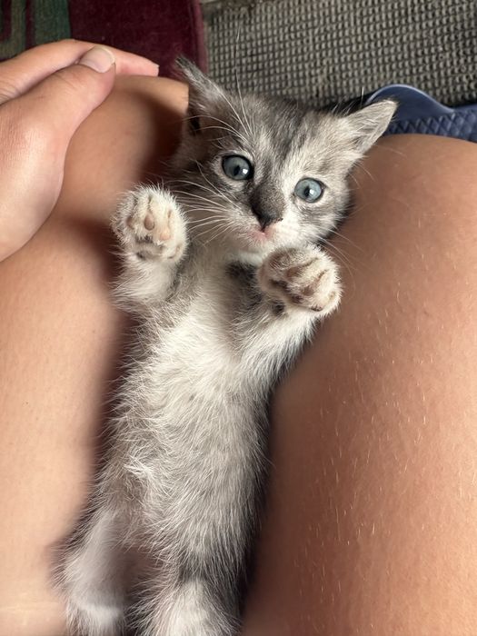 Котятки ищут дом