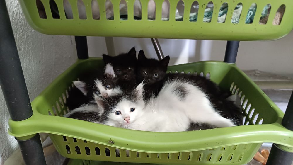 Котята для души))