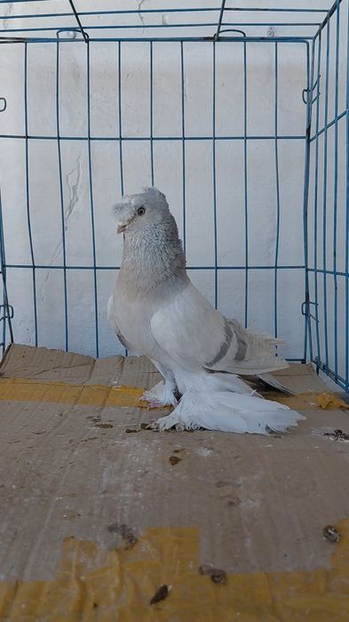 Голуби игровых кровей
