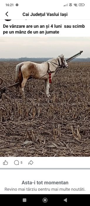 De vânzare manza sau schimb cu mamz