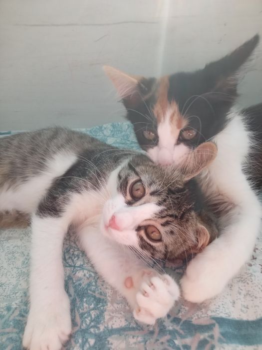 Подарявам 4 котета,2 женски.Спасени.