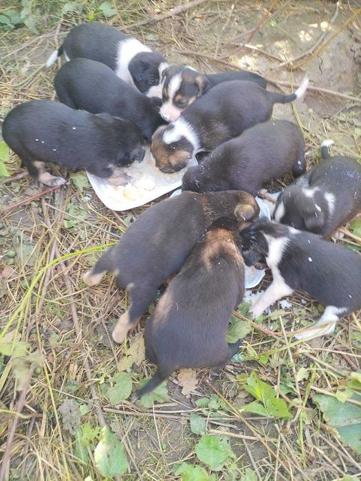 Catelusi de 8 saptamani cauta stapani iubitori!