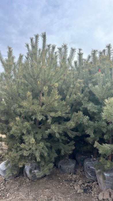 Продается саженцы оптом и в розницу