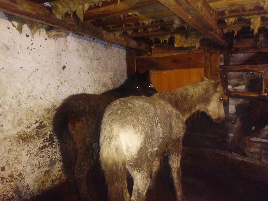 Ұрғашы  жабагы сатылады