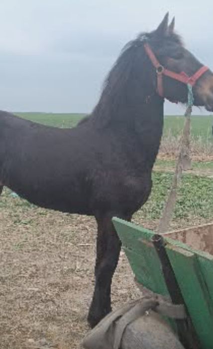 Mânză de 1 an Metis de frizian