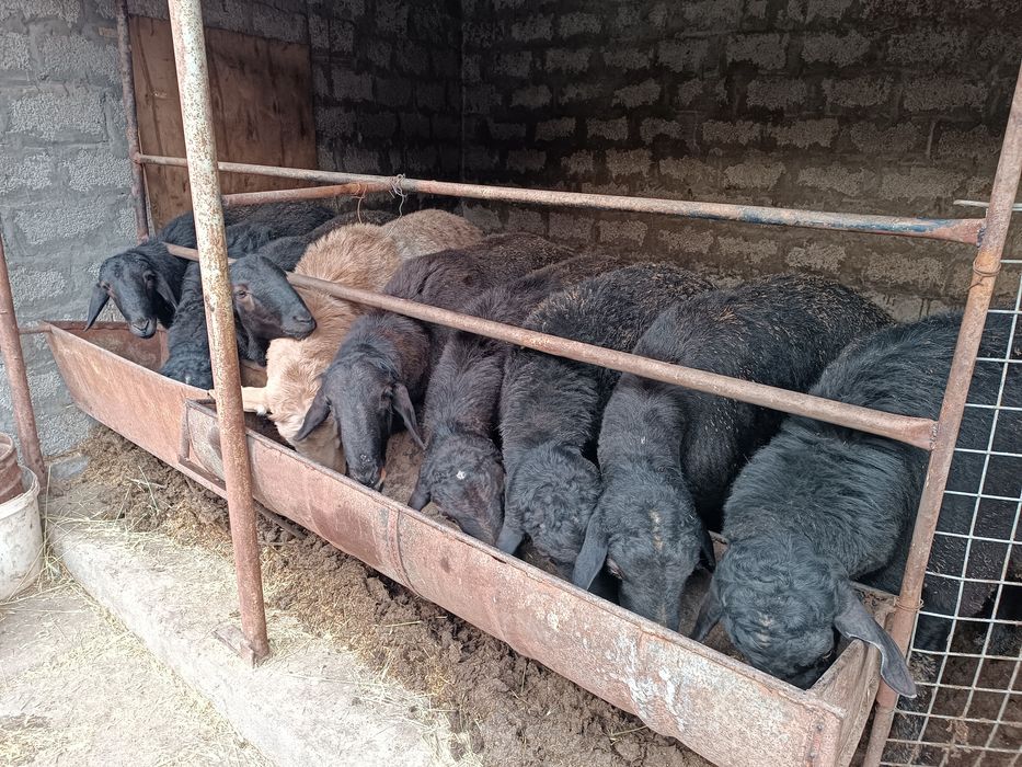 Кучк,орлар сотилади