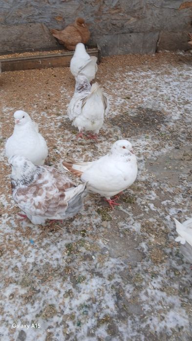 Am de vinzare 4porumbei kingi 2masculi modaini și 1 femela texan