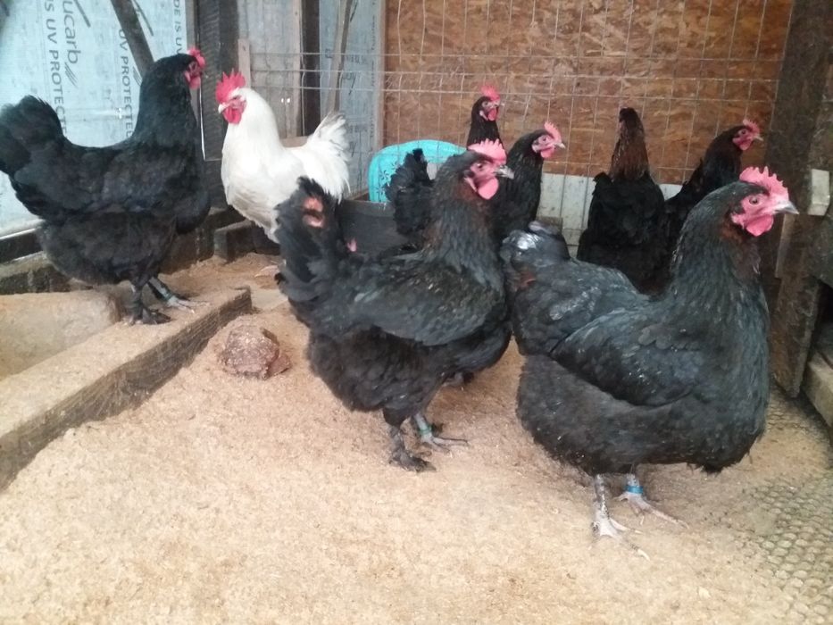 Oua colorate de la gaini de rasa